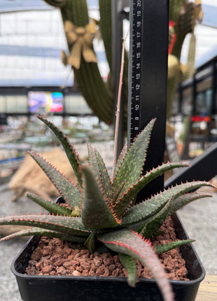 Aloe 'Fang'