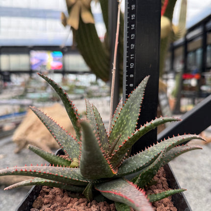 Aloe 'Fang'