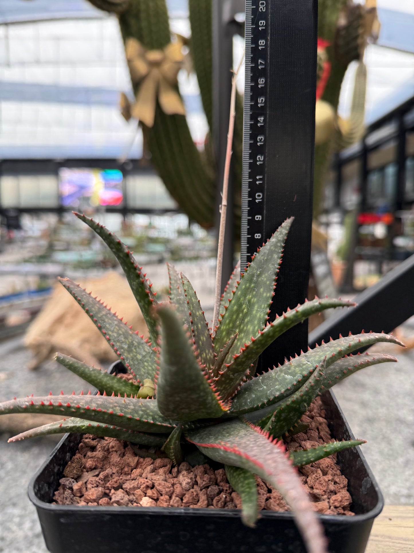 Aloe ‘Fang’