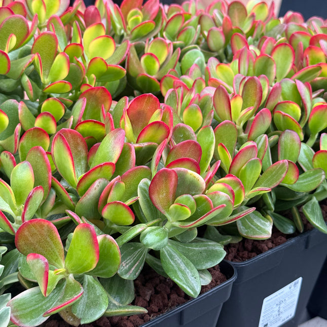 Crassula ovata ‘Hummels Sunset’