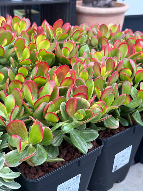 Crassula ovata ‘Hummels Sunset’