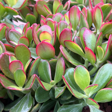 Crassula ovata ‘Hummels Sunset’