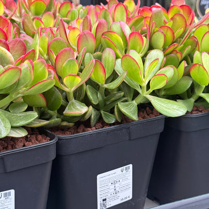 Crassula ovata ‘Hummels Sunset’