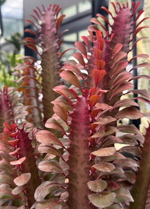 Euphorbia trigona 'Rubra'