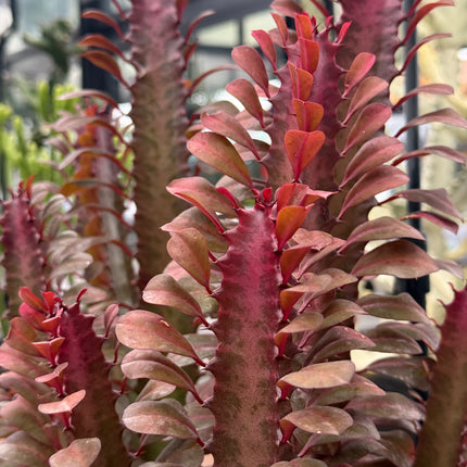 Euphorbia trigona 'Rubra'