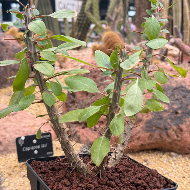 Fouqueria splendens “Ocotillo”