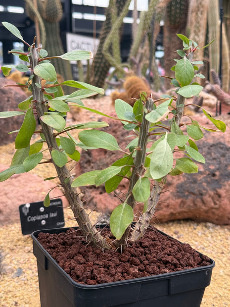 Fouquieria splendens “Ocotillo”