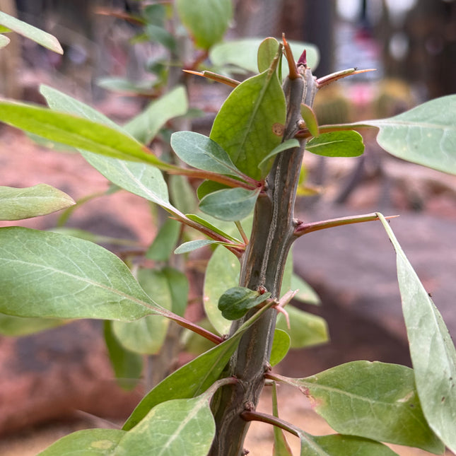Fouqueria splendens “Ocotillo”