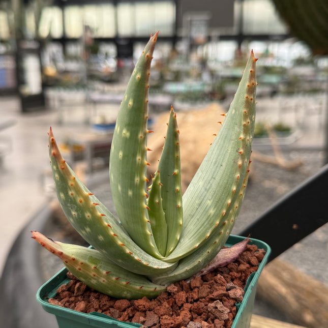 Aloe gariepensis