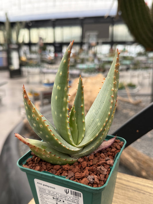 Aloe gariepensis