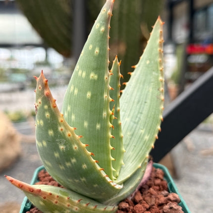 Aloe gariepensis