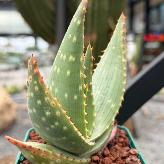 Aloe gariepensis