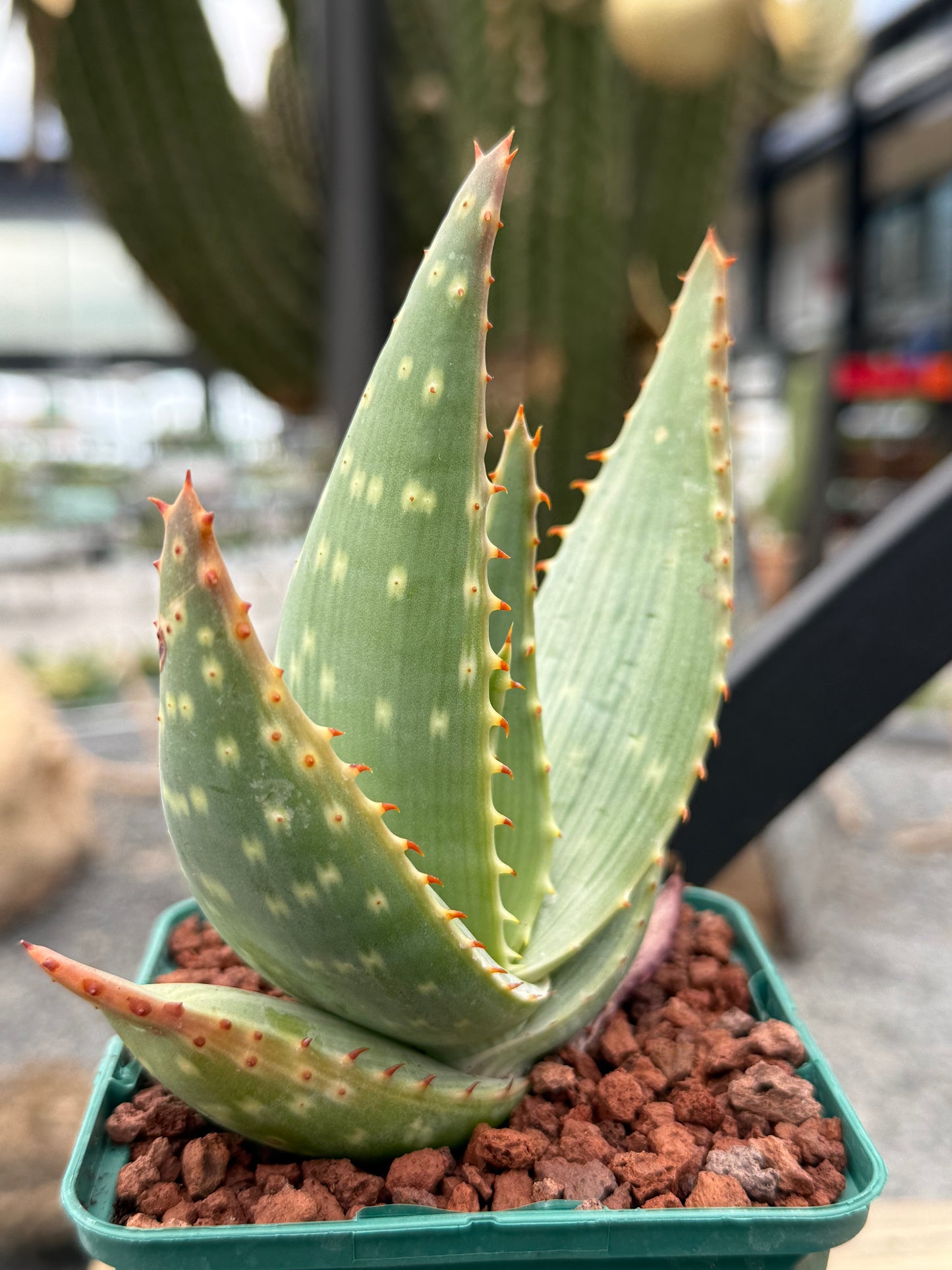 Aloe gariepensis