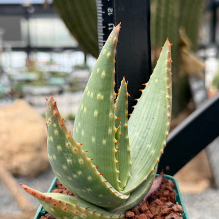 Aloe gariepensis