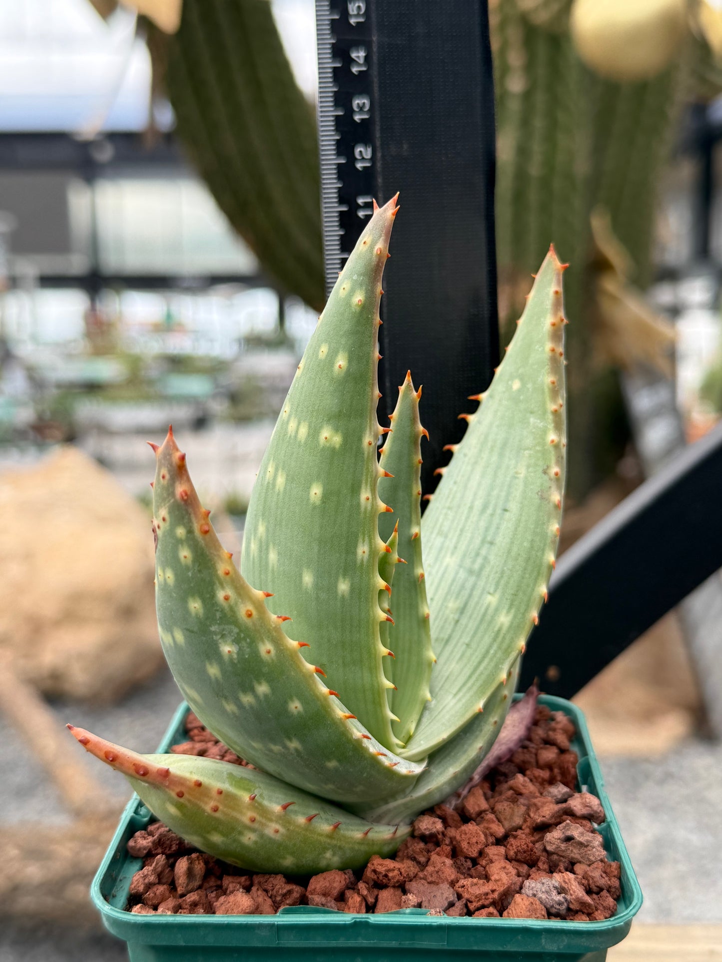 Aloe gariepensis