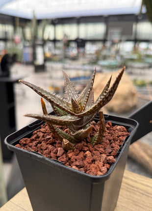 Aloe jucunda