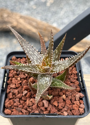 Aloe jucunda