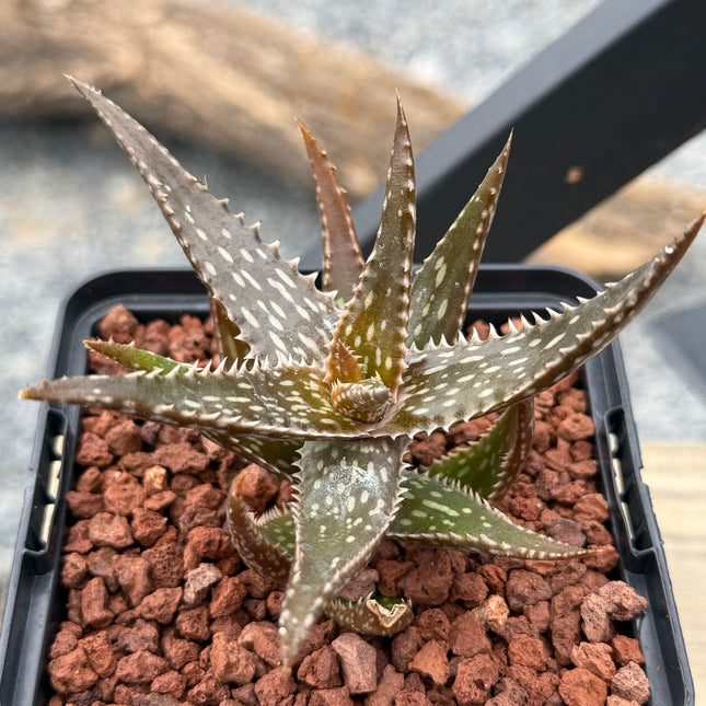 Aloe jucunda