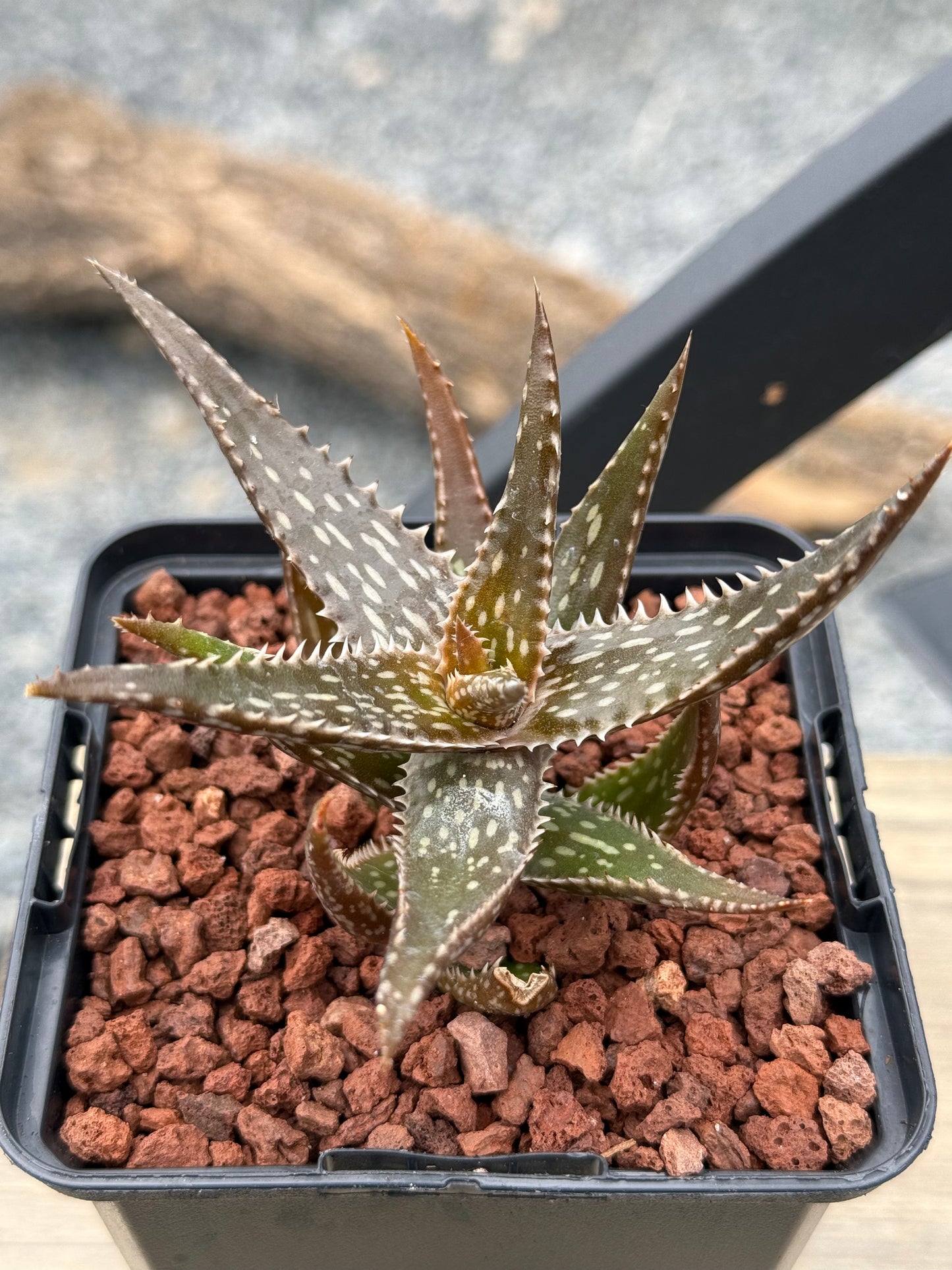 Aloe jucunda