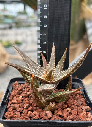Aloe jucunda