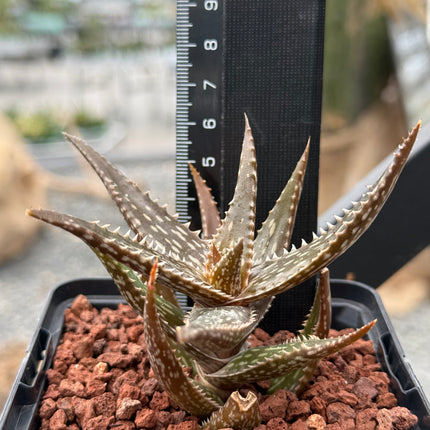Aloe jucunda