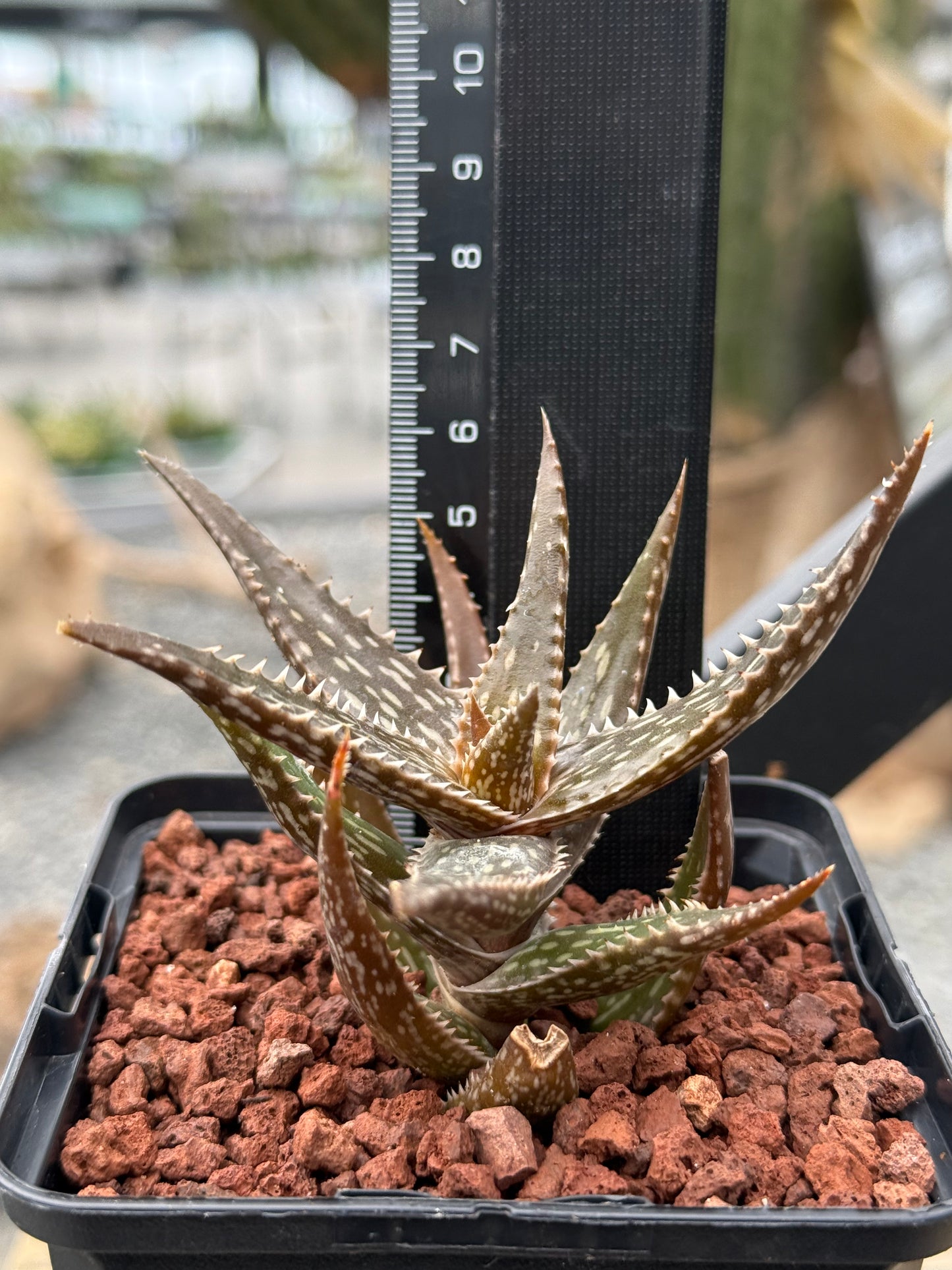 Aloe jucunda