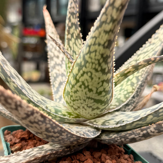 Aloe rauhii aff.