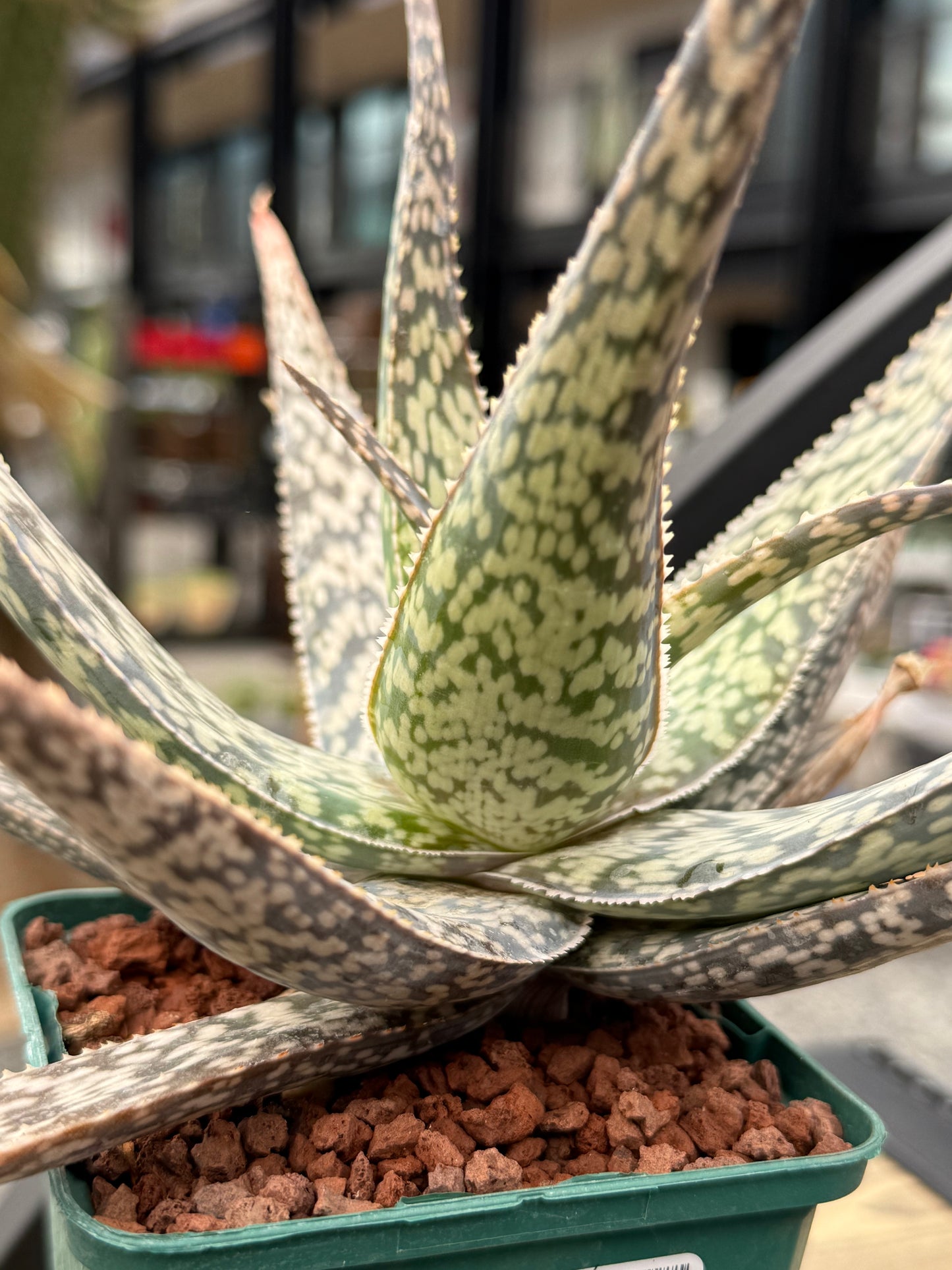 Aloe rauhii aff.