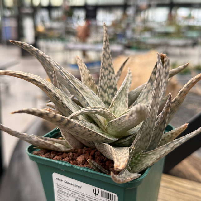 Aloe 'Quicksilver'