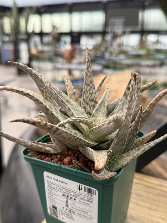 Aloe 'Quicksilver'