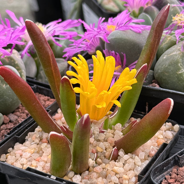 Glottiphyllum peersii