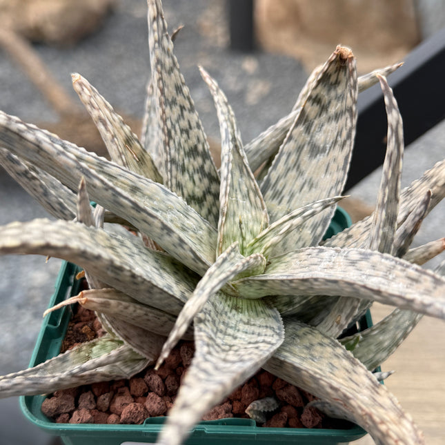 Aloe 'Quicksilver'
