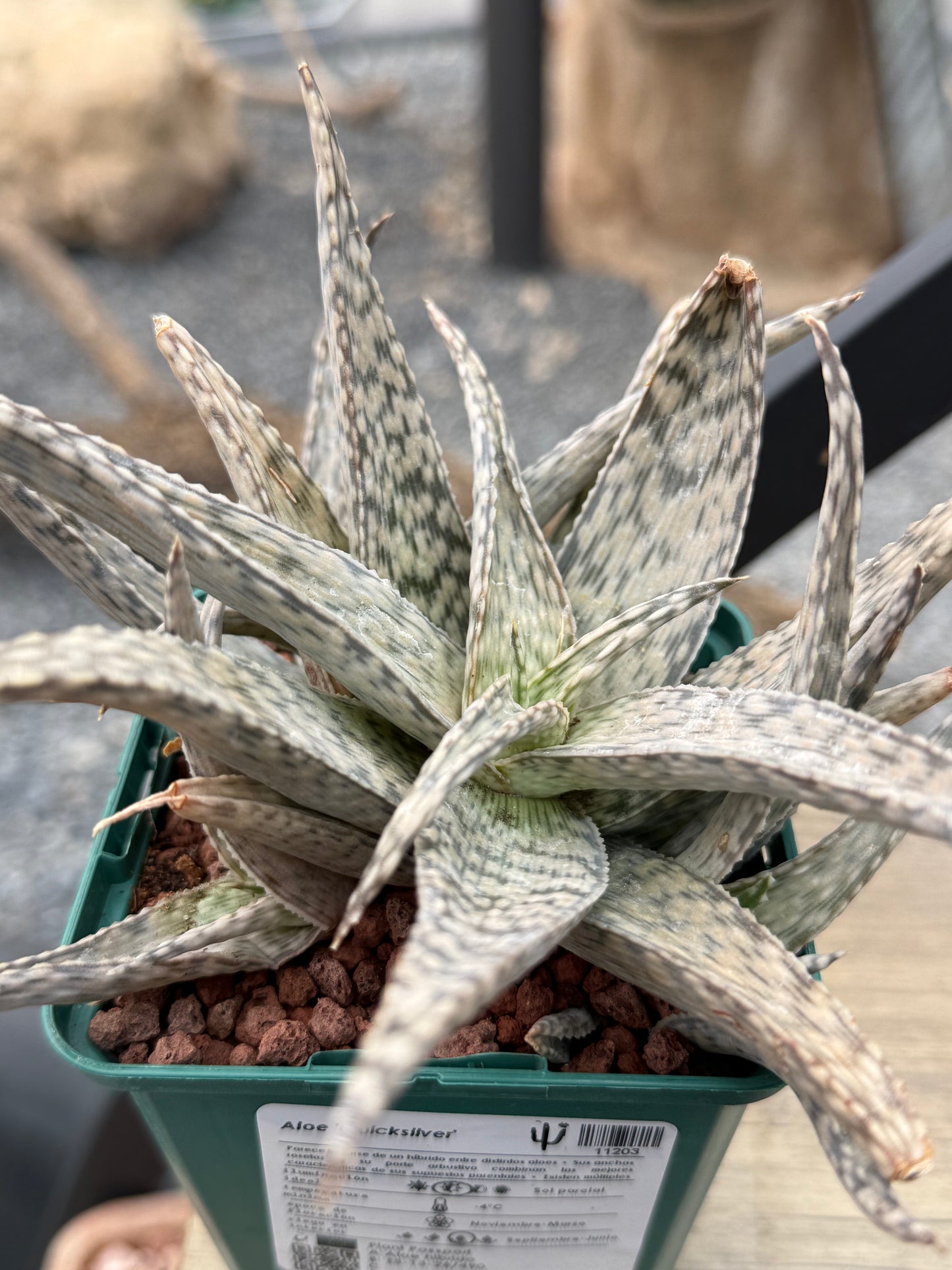 Aloe 'Quicksilver'