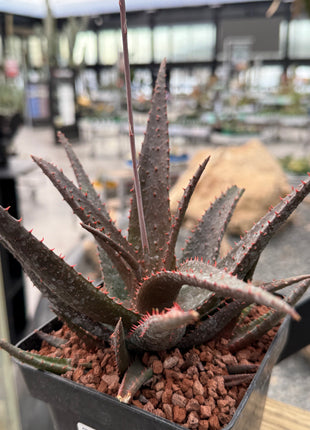 Aloe 'Sparkling Burgundy'