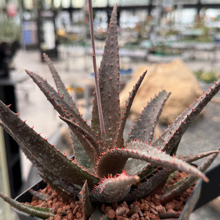 Aloe 'Sparkling Burgundy'