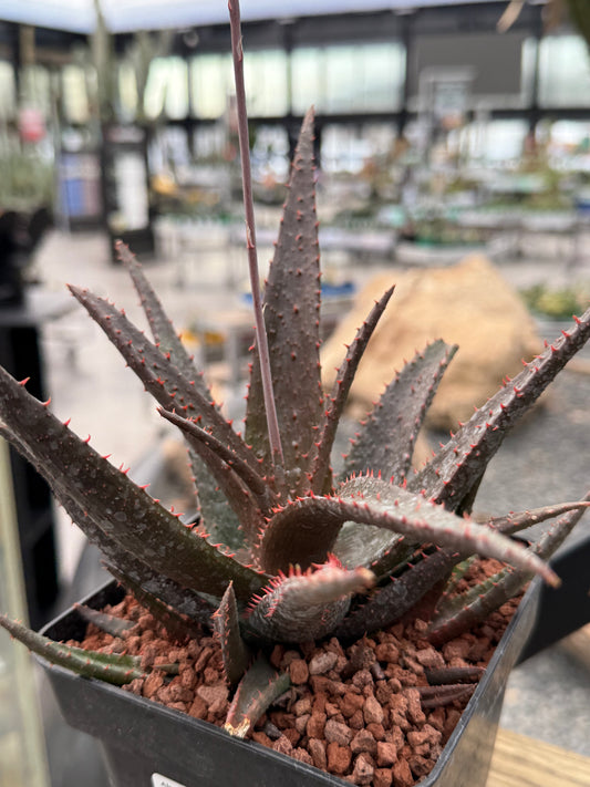 Aloe 'Sparkling Burgundy'