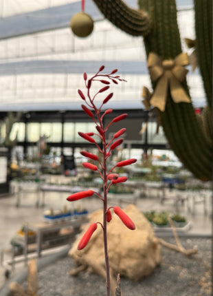 Aloe 'Sparkling Burgundy'