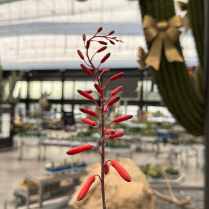 Aloe 'Sparkling Burgundy'