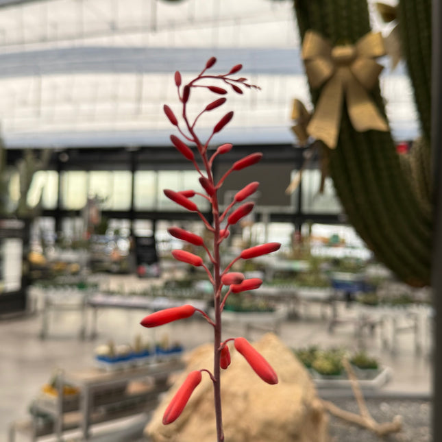 Aloe 'Sparkling Burgundy'