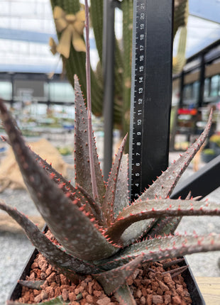 Aloe 'Sparkling Burgundy'
