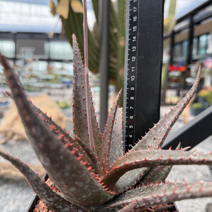 Aloe 'Sparkling Burgundy'