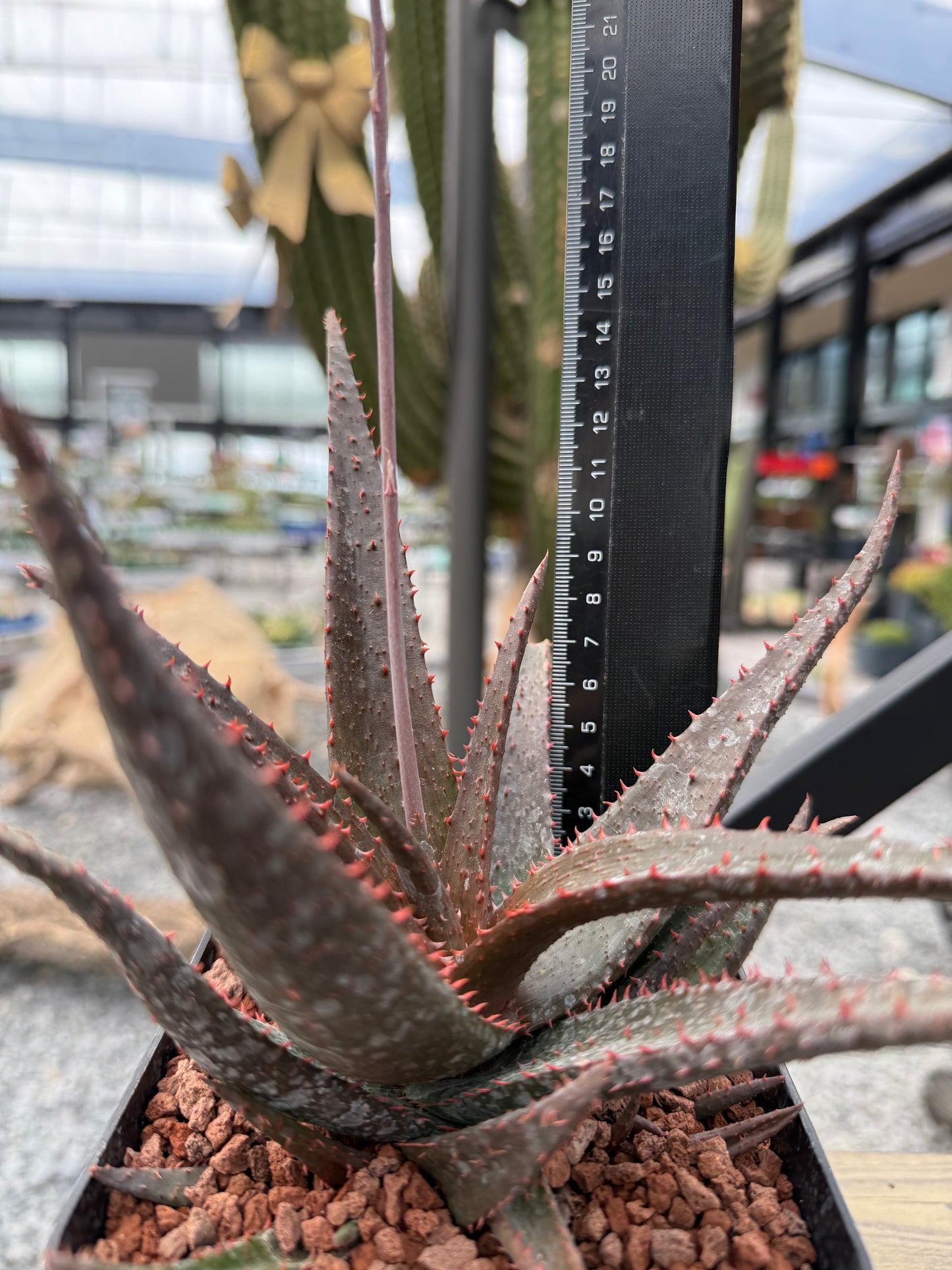 Aloe 'Sparkling Burgundy'