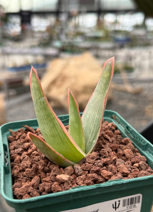 Aloe lineata ‘Coral’