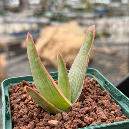 Aloe lineata ‘Coral’