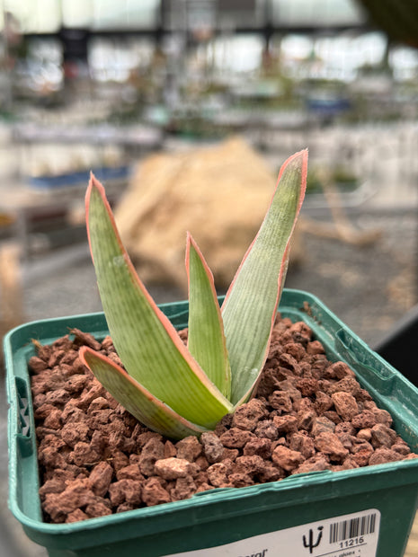 Aloe lineata 'Koralle'