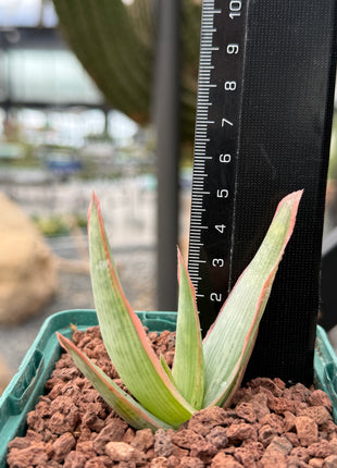 Aloe lineata ‘Coral’