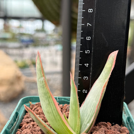 Aloe lineata ‘Coral’