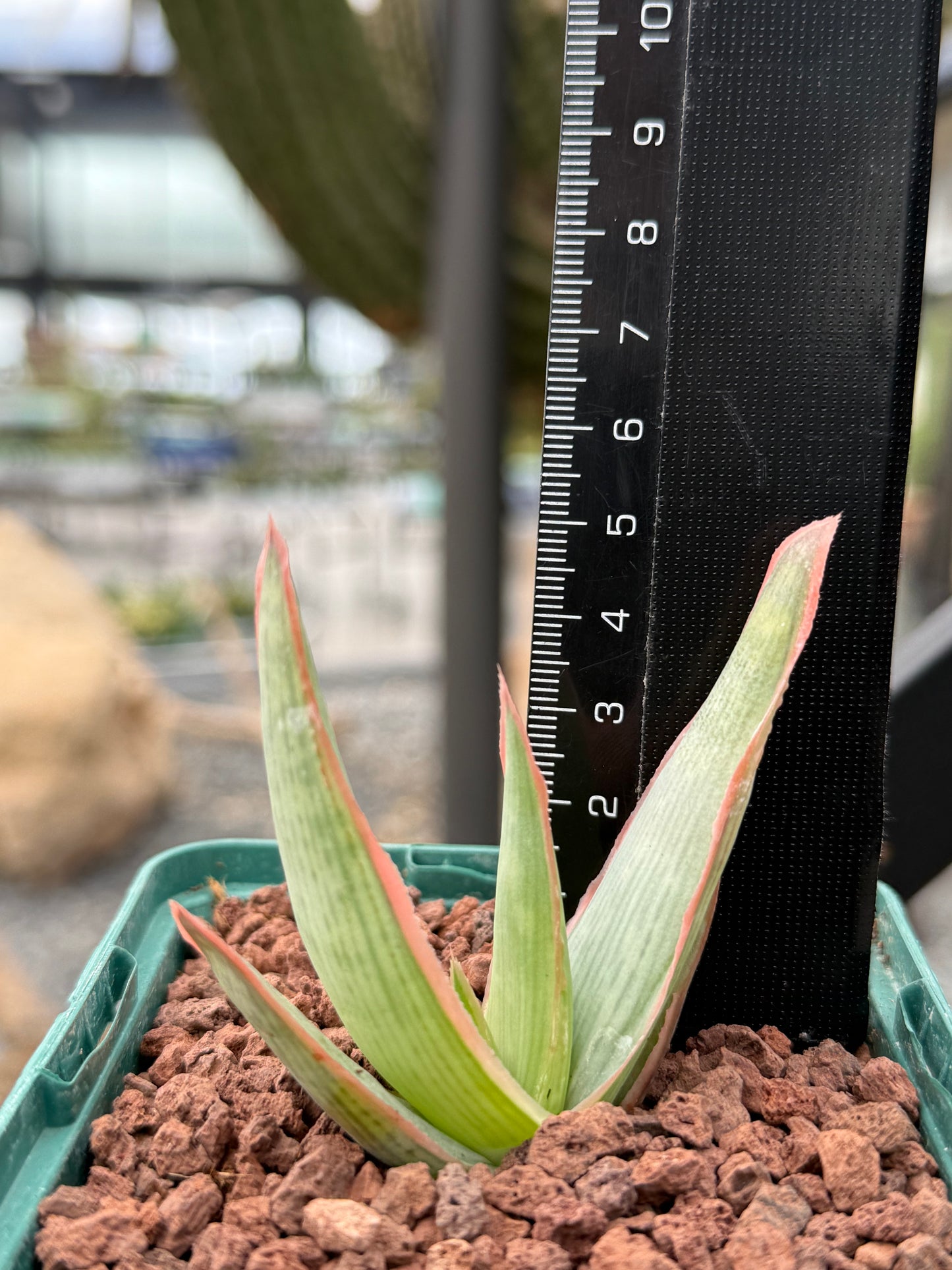 Aloe lineata ‘Coral’