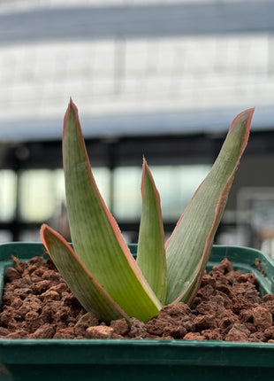 Aloe lineata ‘Coral’