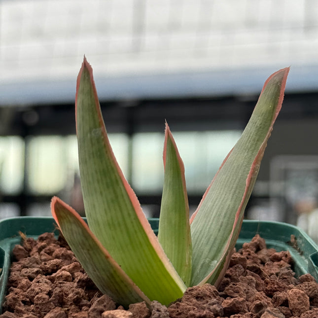 Aloe lineata 'Koralle'